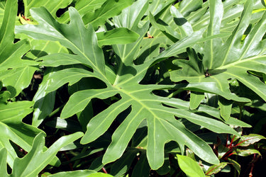 15 Lacy TREE PHILODENDRON Split Leaf Cut-leaf Selloum House Plant Seeds